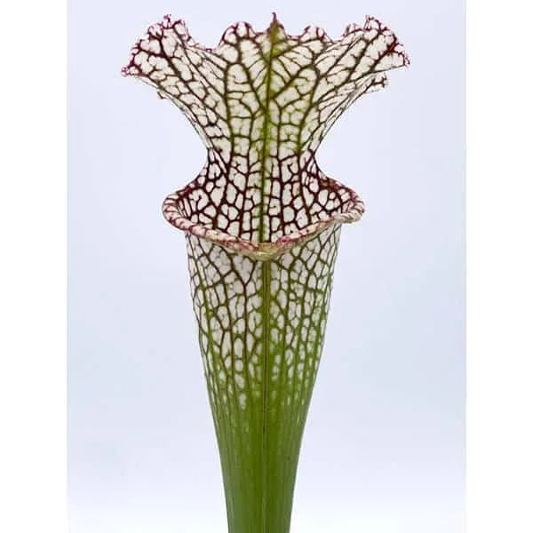 Sarracenia leucophylla, Citronelle Alabama, 40 cm, from wild seed, #12/1 大森食虫植物農園