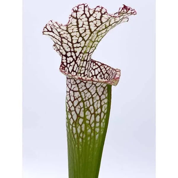 Sarracenia leucophylla, Citronelle Alabama, 40 cm, from wild seed, #12/1 大森食虫植物農園