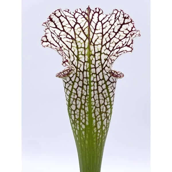Sarracenia leucophylla, Citronelle Alabama, 40 cm, from wild seed, #12/1 大森食虫植物農園