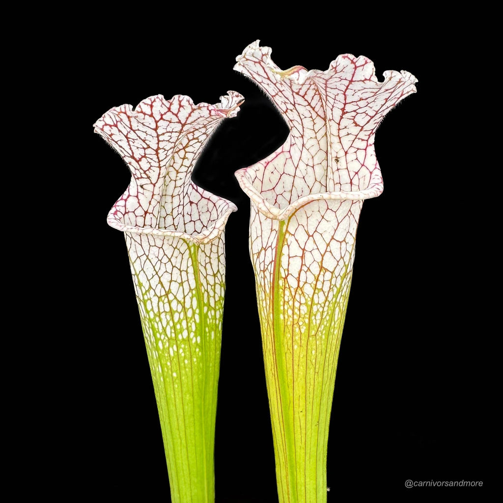 Sarracenia leucophylla, Citronelle, Alabama 大森食虫植物農園