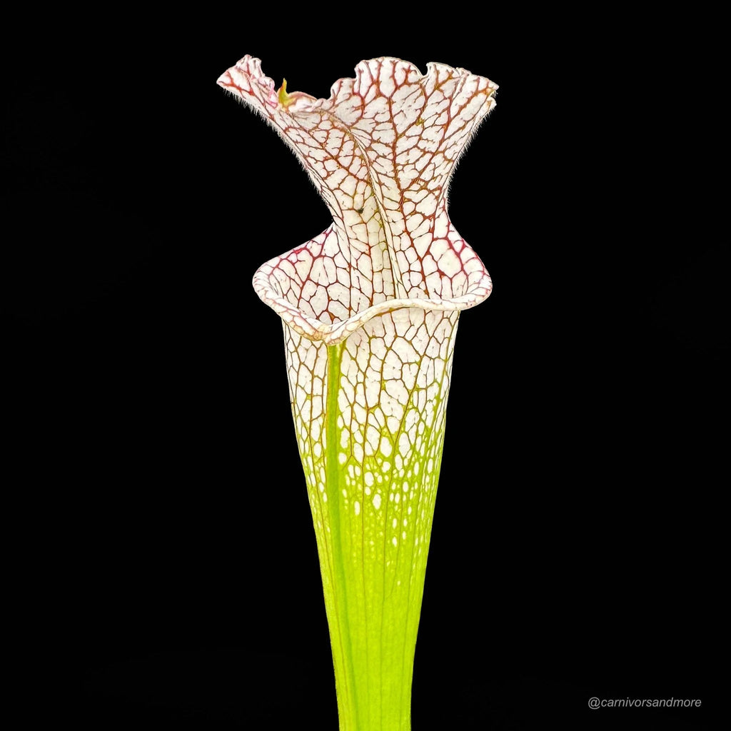 Sarracenia leucophylla, Citronelle, Alabama 大森食虫植物農園