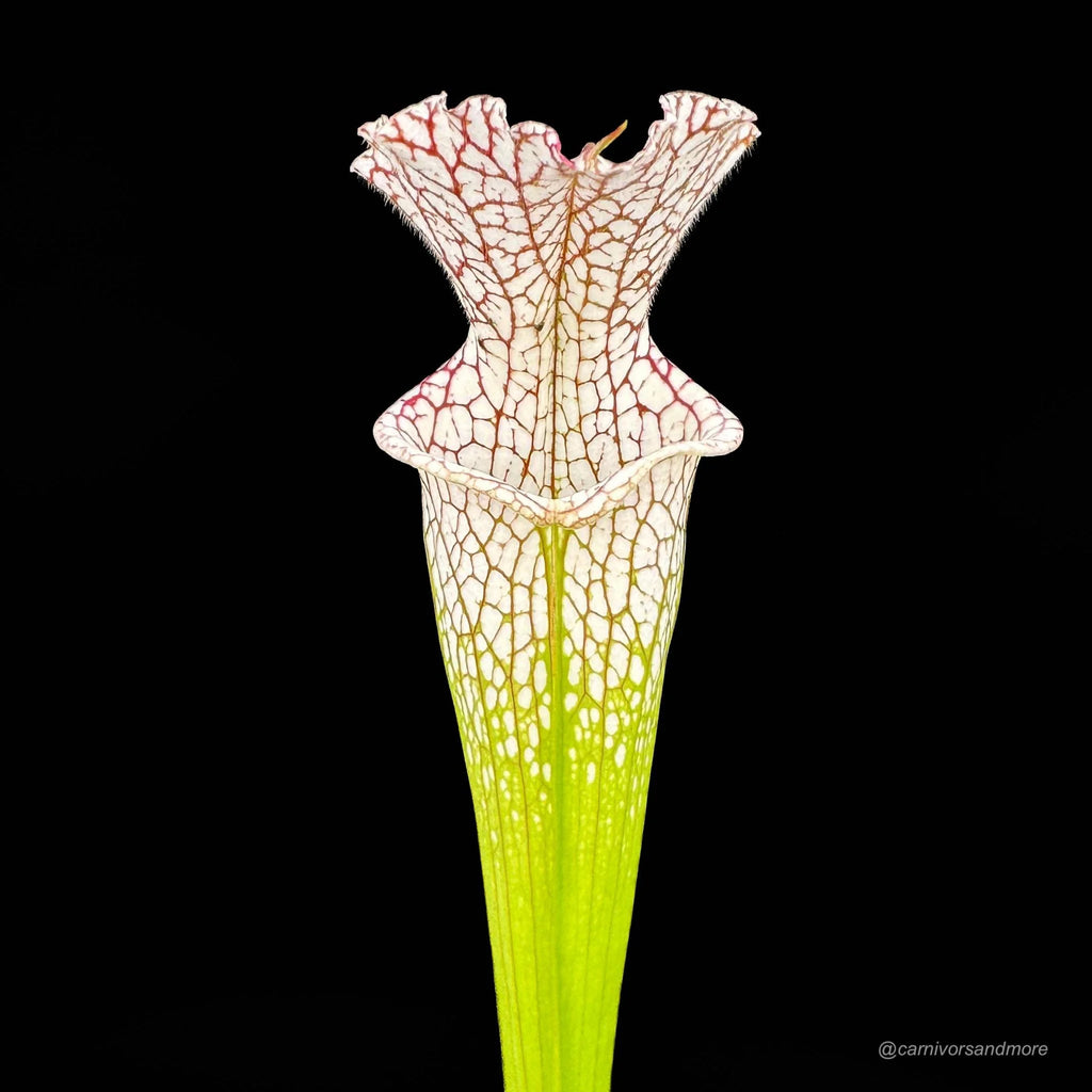 Sarracenia leucophylla, Citronelle, Alabama 大森食虫植物農園