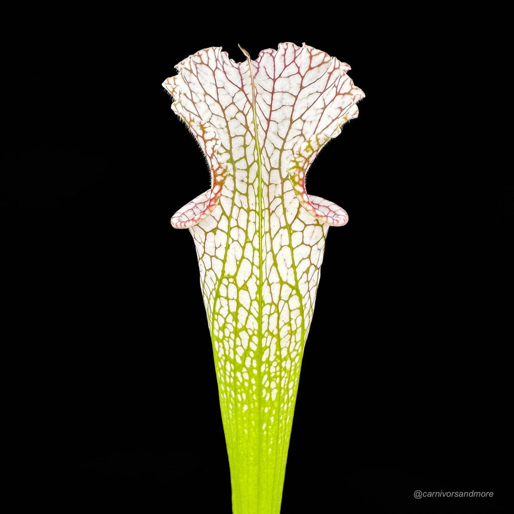 Sarracenia leucophylla, Citronelle, Alabama 大森食虫植物農園