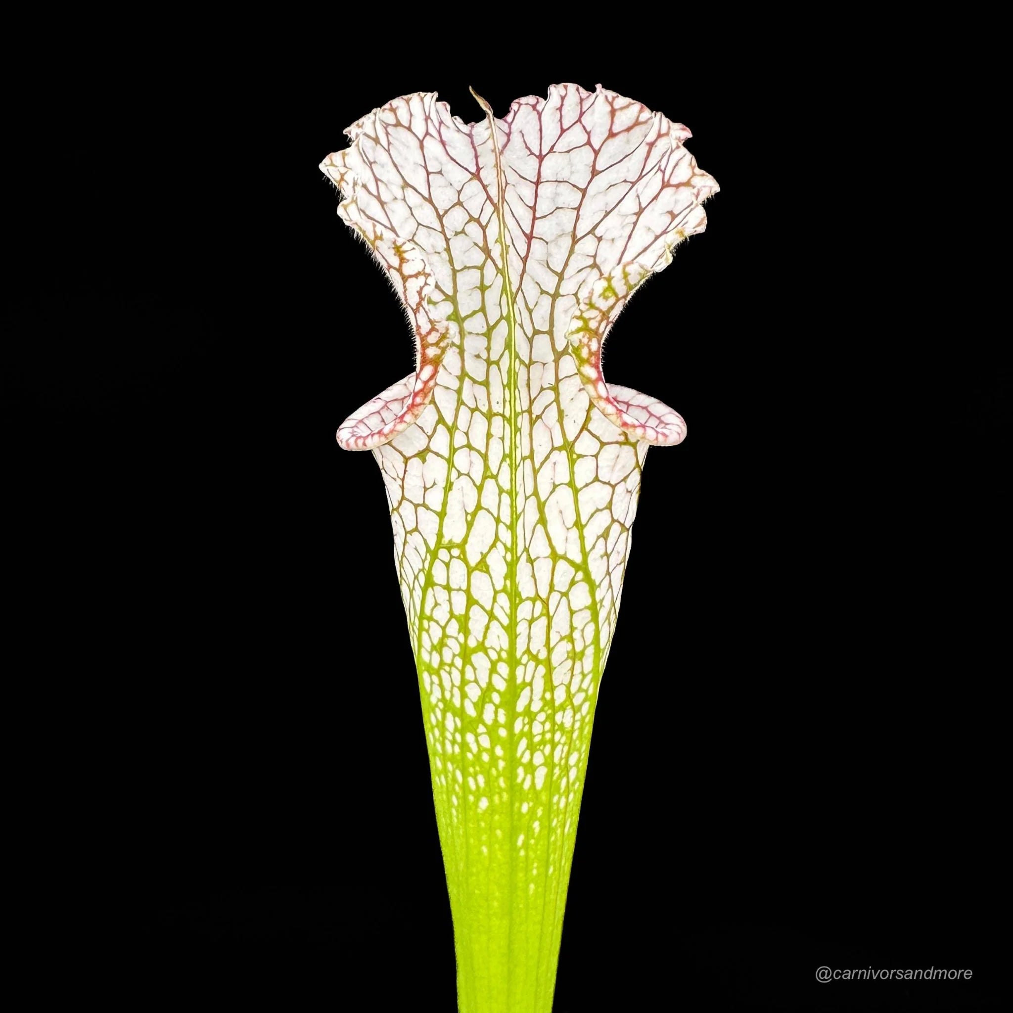 Sarracenia leucophylla, Citronelle, Alabama 大森食虫植物農園