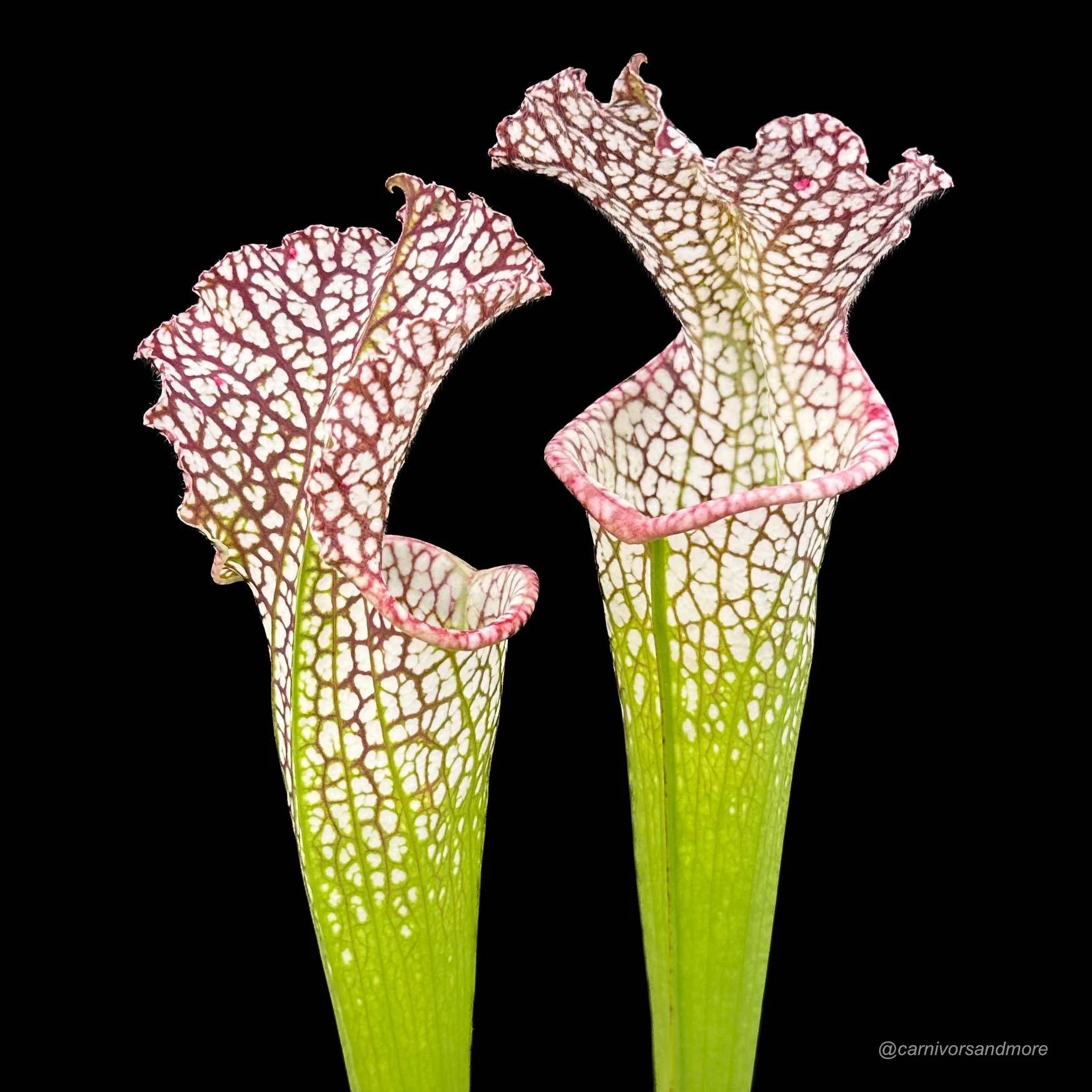 Sarracenia leucophylla, Conecuh Forest, Alabama 大森食虫植物農園