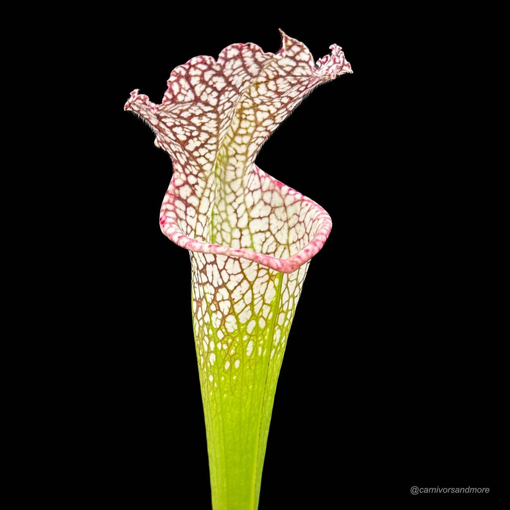 Sarracenia leucophylla, Conecuh Forest, Alabama 大森食虫植物農園