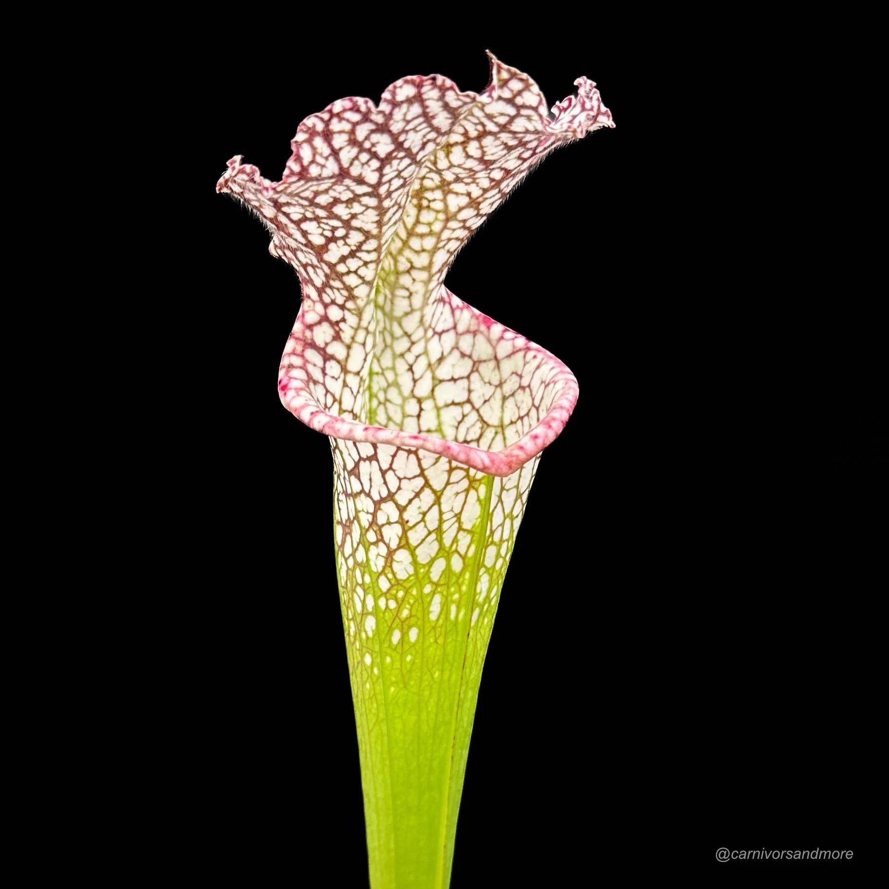 Sarracenia leucophylla, Conecuh Forest, Alabama 大森食虫植物農園