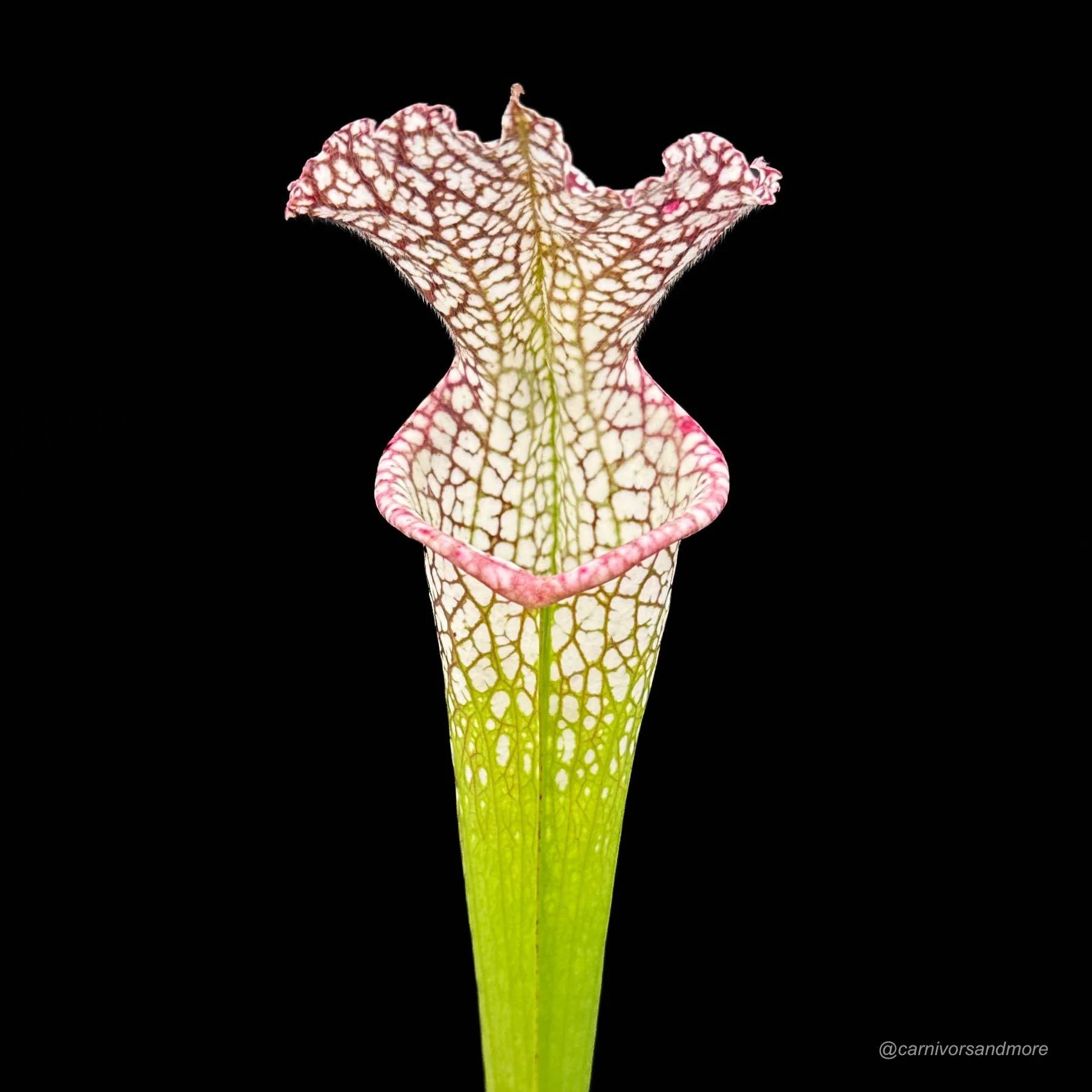 Sarracenia leucophylla, Conecuh Forest, Alabama 大森食虫植物農園