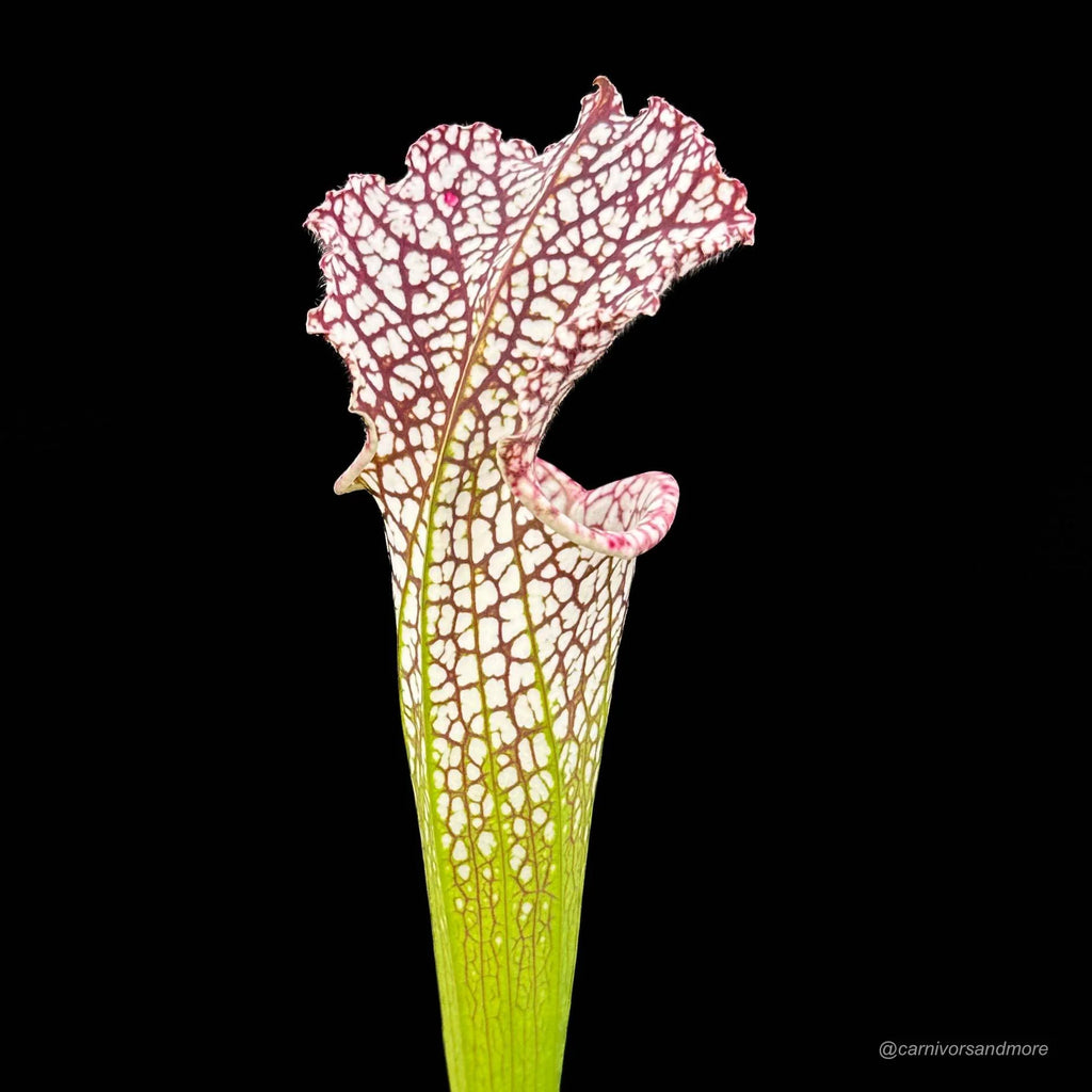 Sarracenia leucophylla, Conecuh Forest, Alabama 大森食虫植物農園
