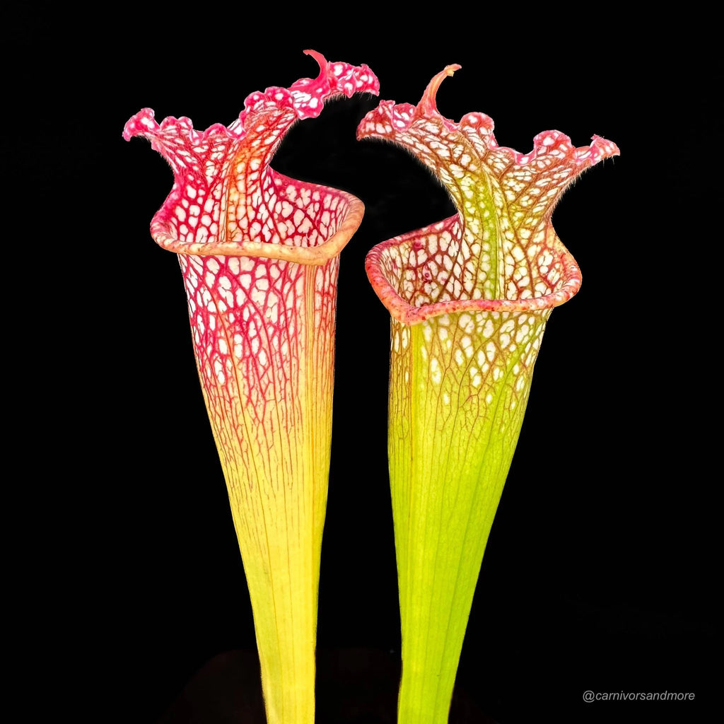 Sarracenia leucophylla, Garcon Point 大森食虫植物農園