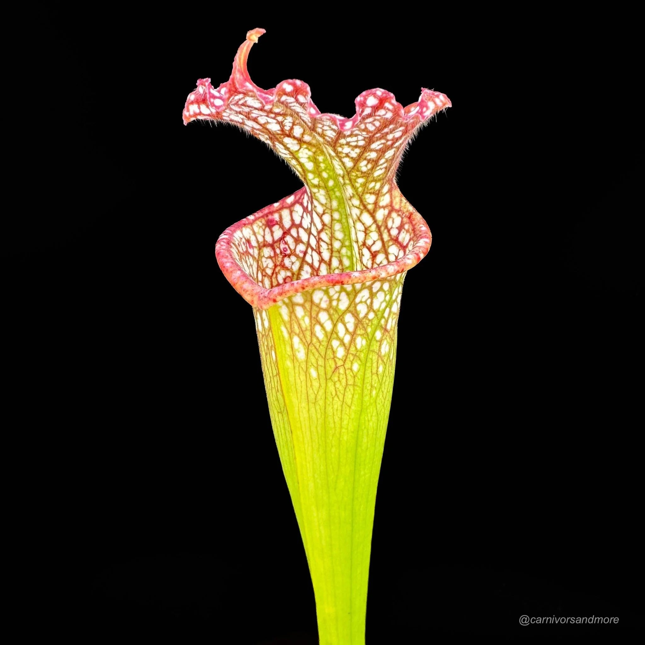 Sarracenia leucophylla, Garcon Point 大森食虫植物農園