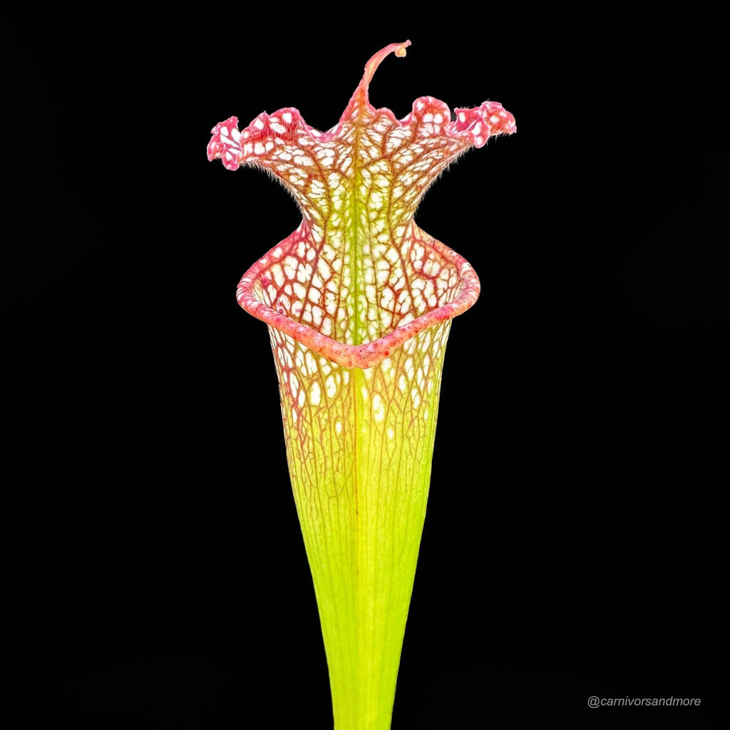 Sarracenia leucophylla, Garcon Point 大森食虫植物農園