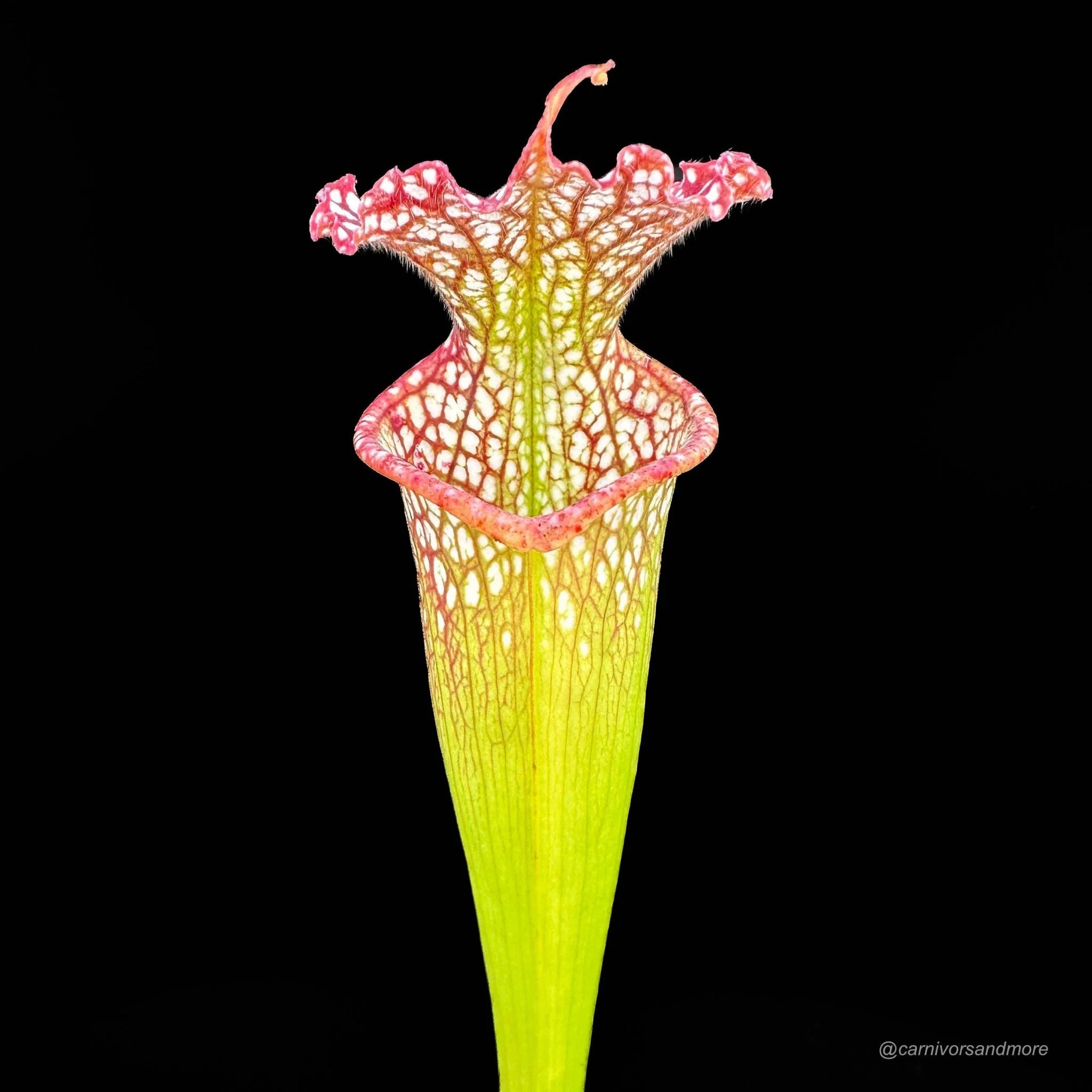 Sarracenia leucophylla, Garcon Point 大森食虫植物農園