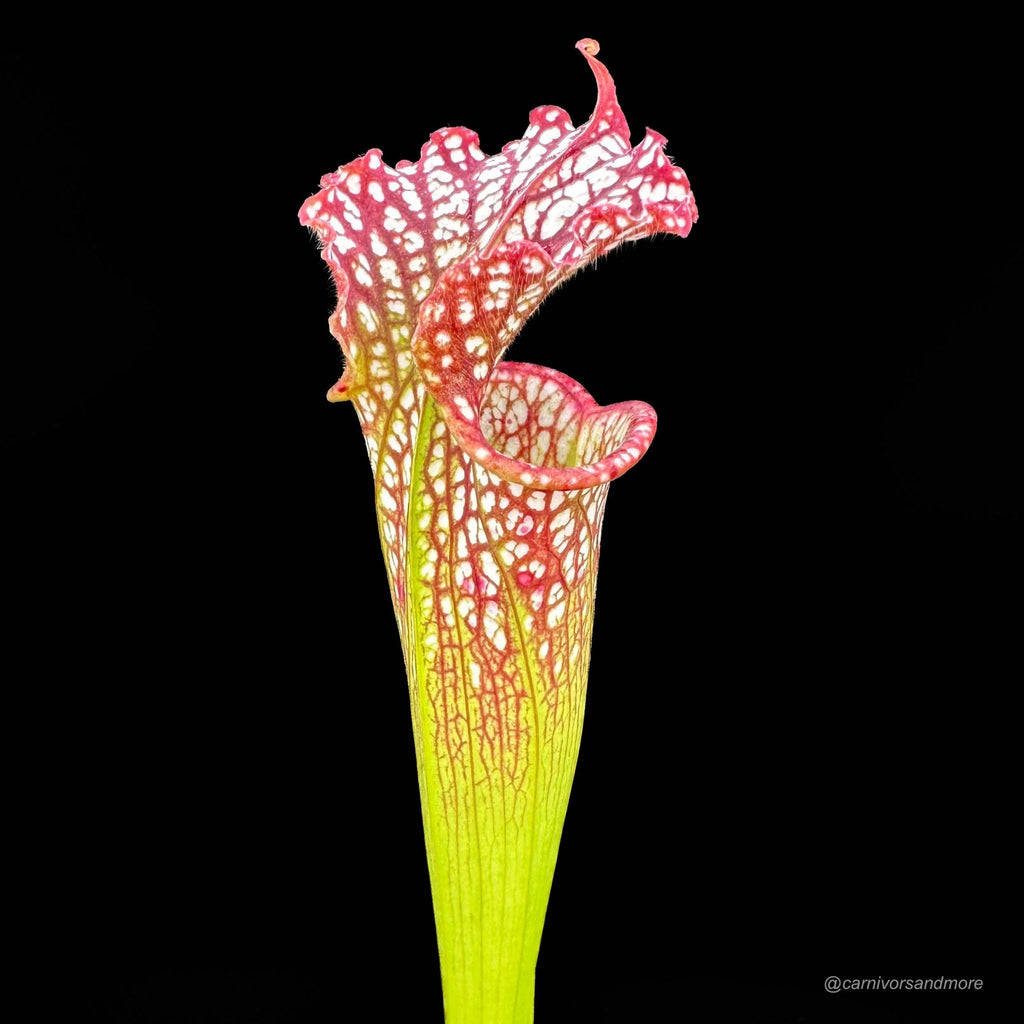 Sarracenia leucophylla, Garcon Point 大森食虫植物農園