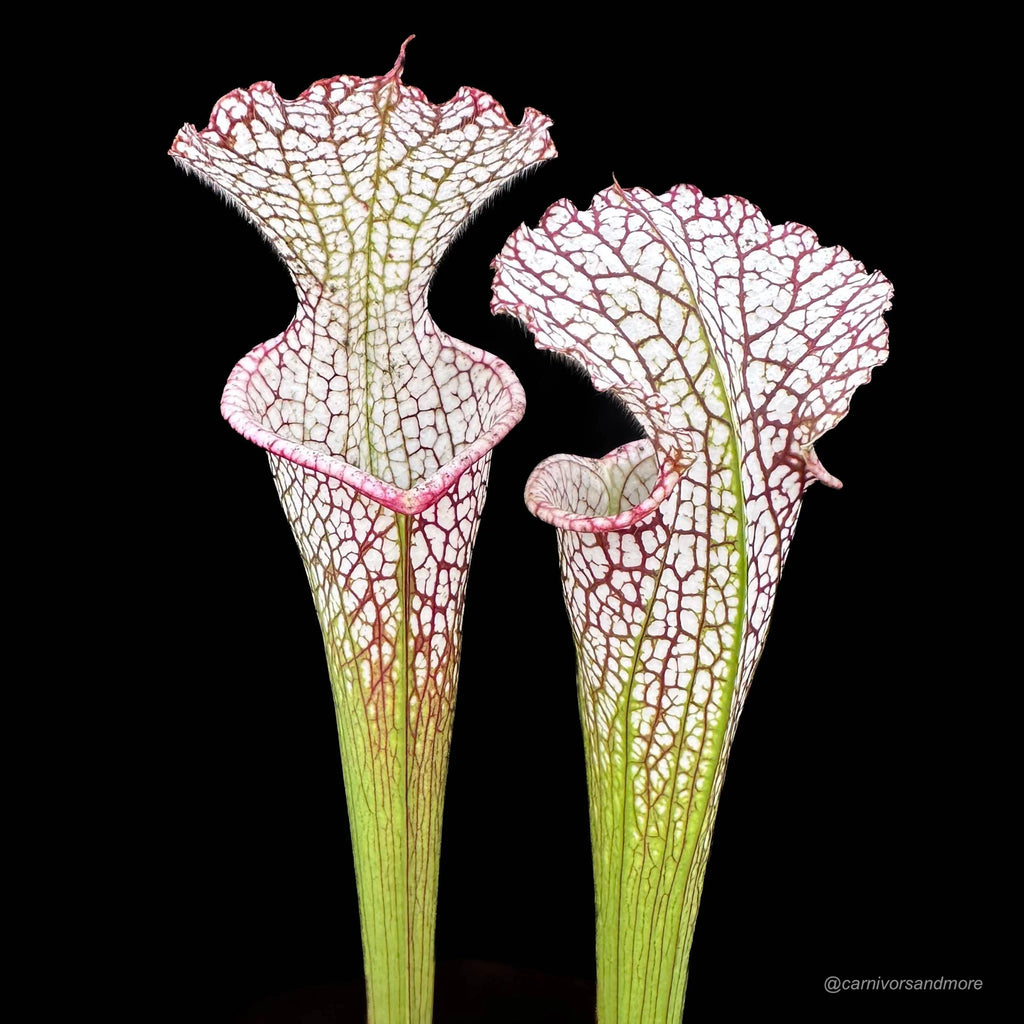 Sarracenia leucophylla „Giant Autumn Pitchers“ own selection 大森食虫植物農園