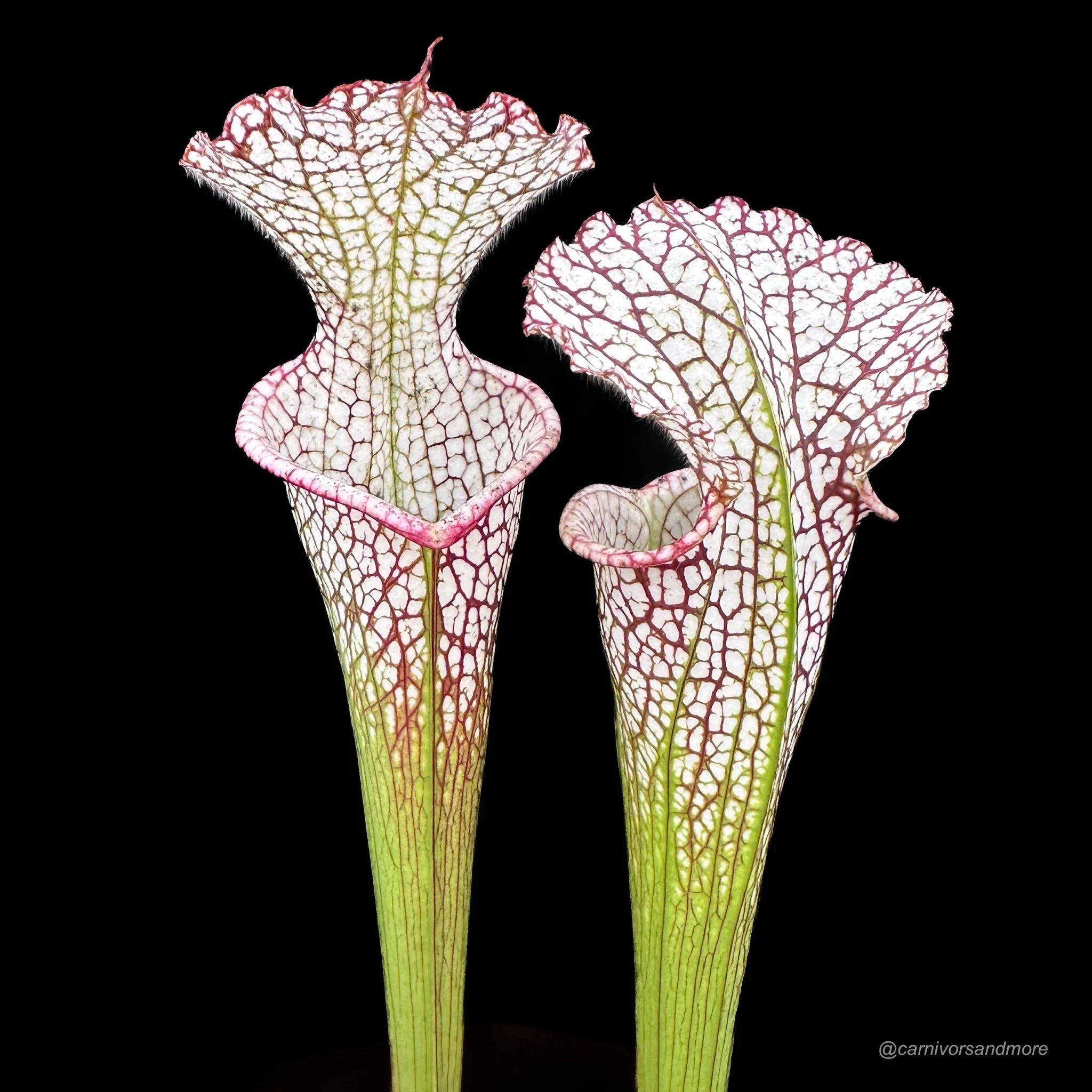 Sarracenia leucophylla „Giant Autumn Pitchers“ own selection 大森食虫植物農園