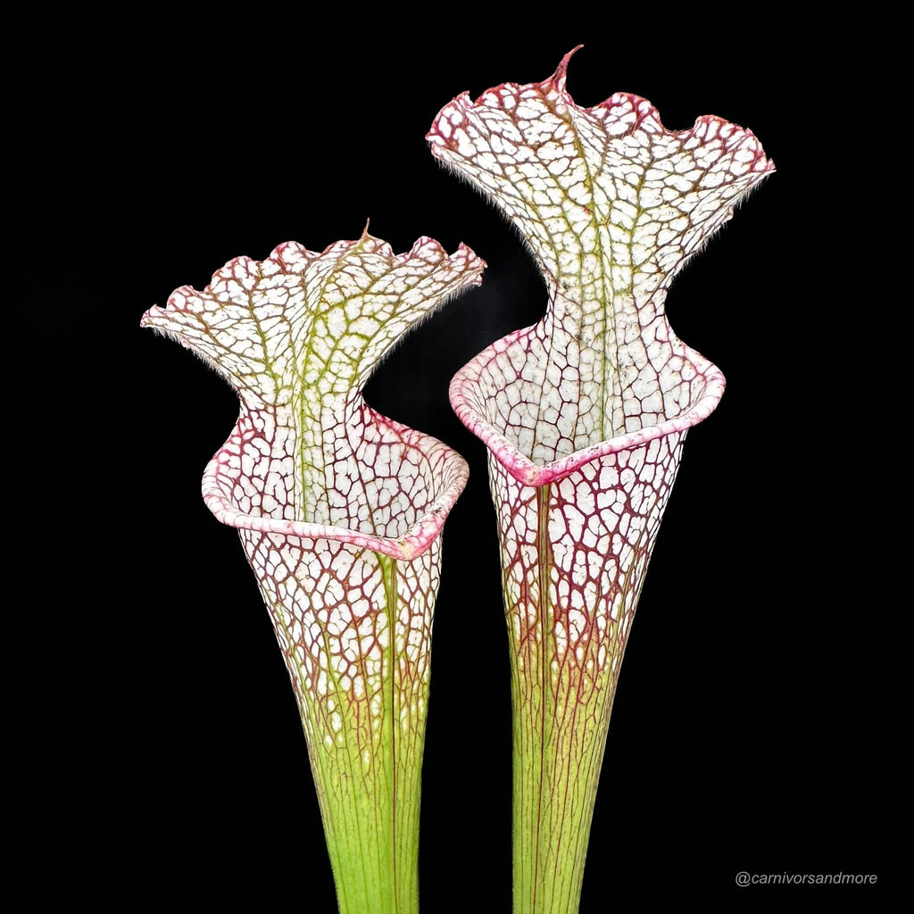 Sarracenia leucophylla „Giant Autumn Pitchers“ own selection 大森食虫植物農園