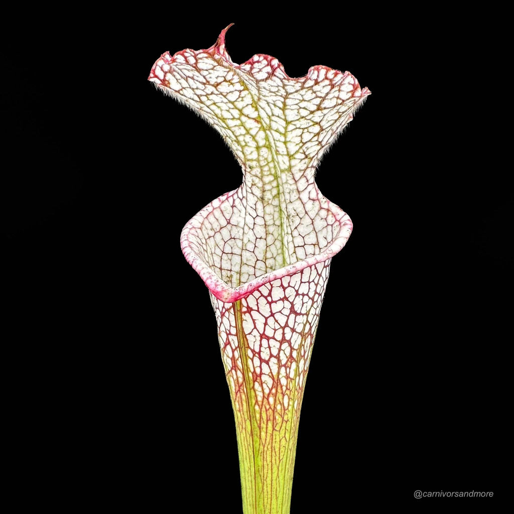 Sarracenia leucophylla „Giant Autumn Pitchers“ own selection 大森食虫植物農園