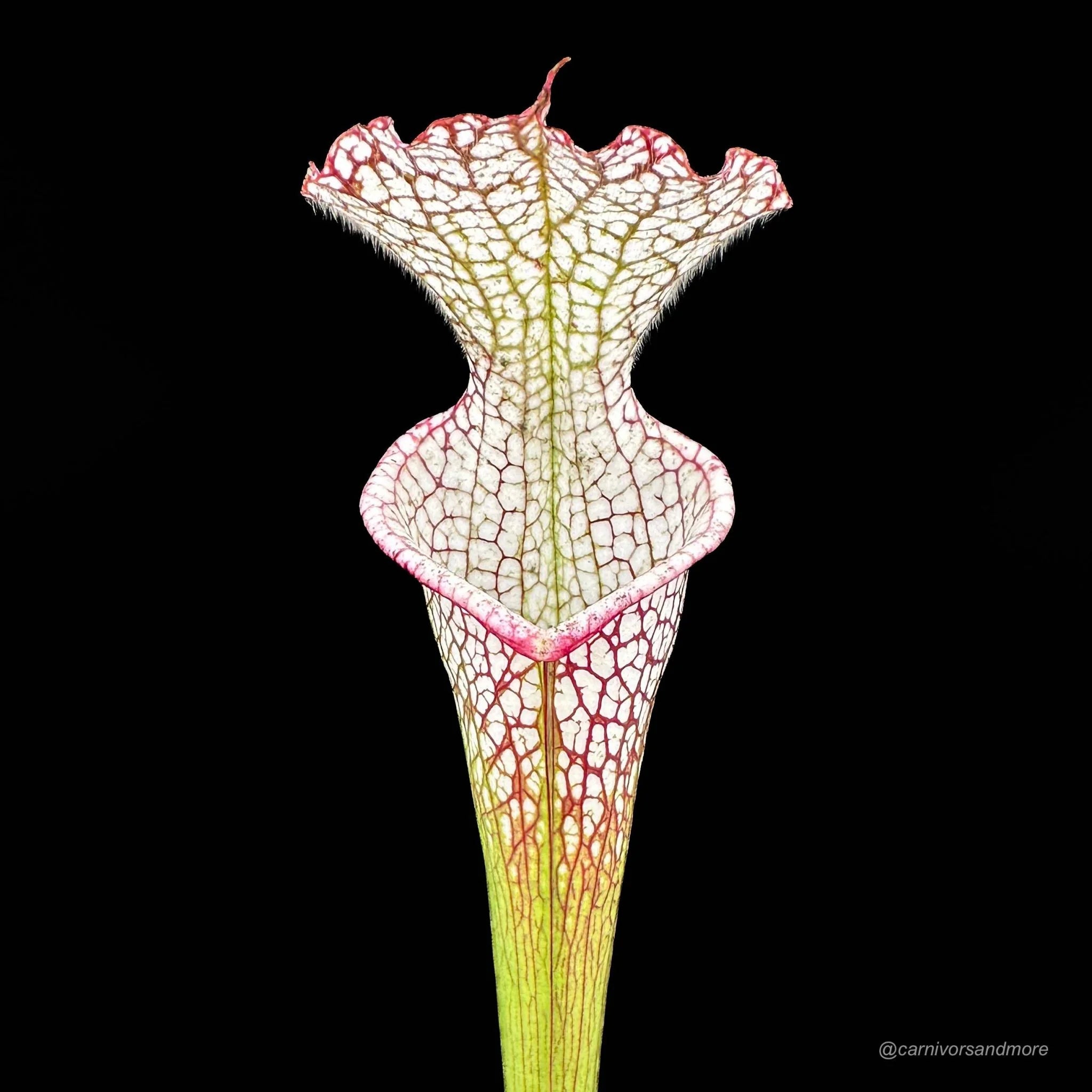 Sarracenia leucophylla „Giant Autumn Pitchers“ own selection 大森食虫植物農園
