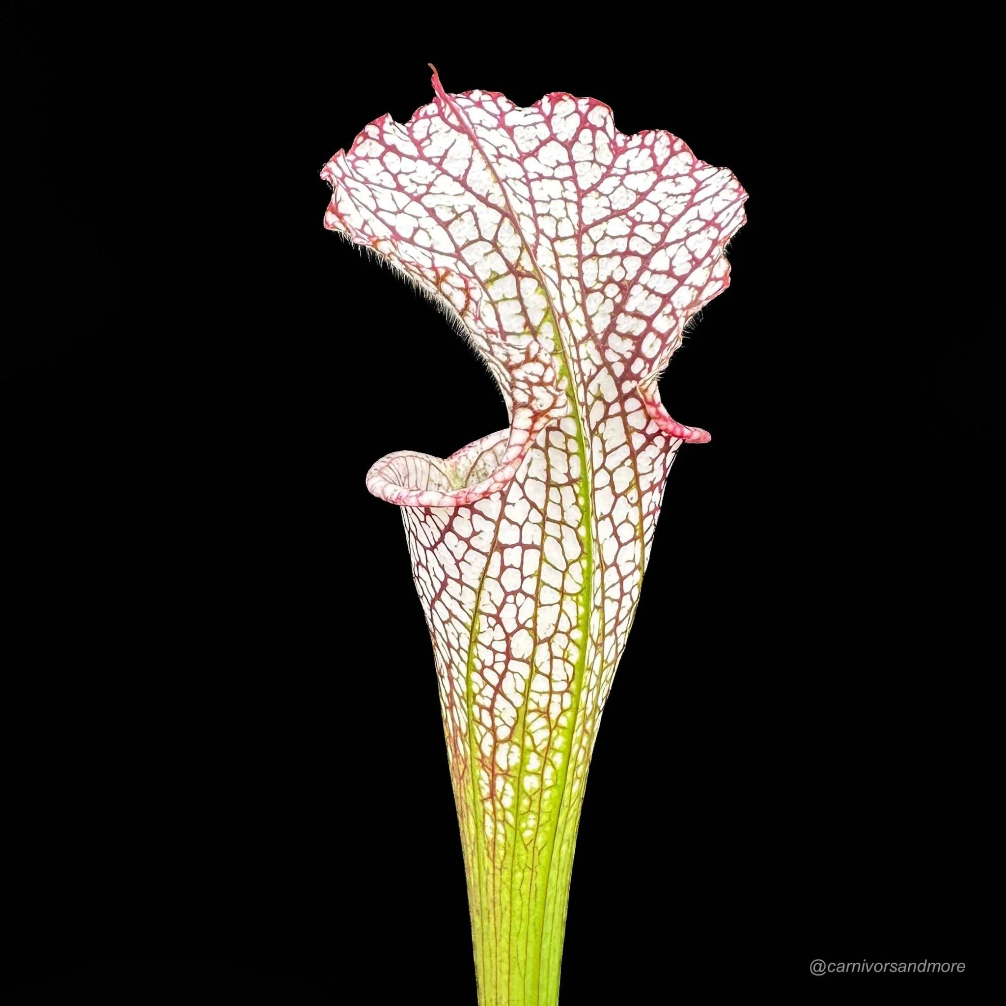Sarracenia leucophylla „Giant Autumn Pitchers“ own selection 大森食虫植物農園
