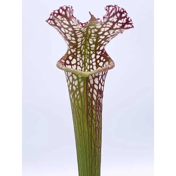 Sarracenia leucophylla „Giant MK L 77 A“, division 大森食虫植物農園