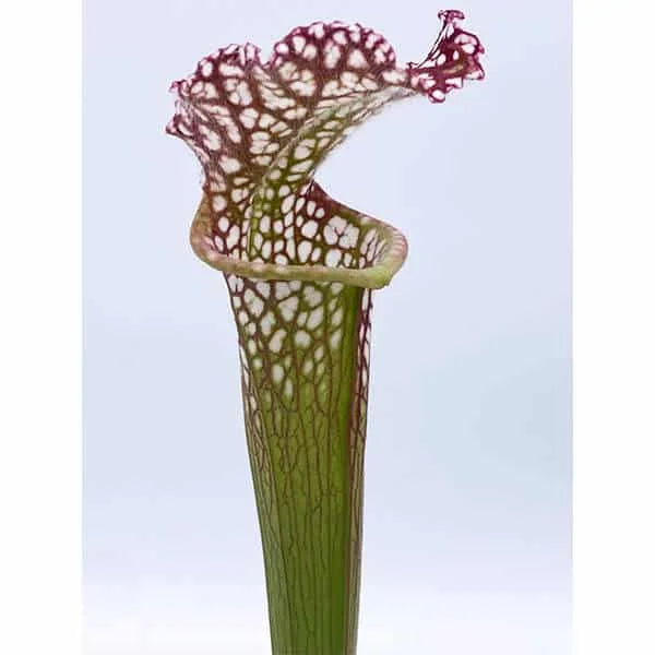 Sarracenia leucophylla „Giant MK L 77 A“, division 大森食虫植物農園
