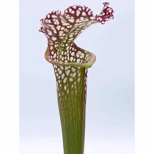 Sarracenia leucophylla „Giant MK L 77 A“, division 大森食虫植物農園