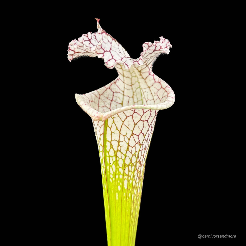 Sarracenia leucophylla „Giant White Pitchers“, MK L 78, Santa Rosa Co. 大森食虫植物農園