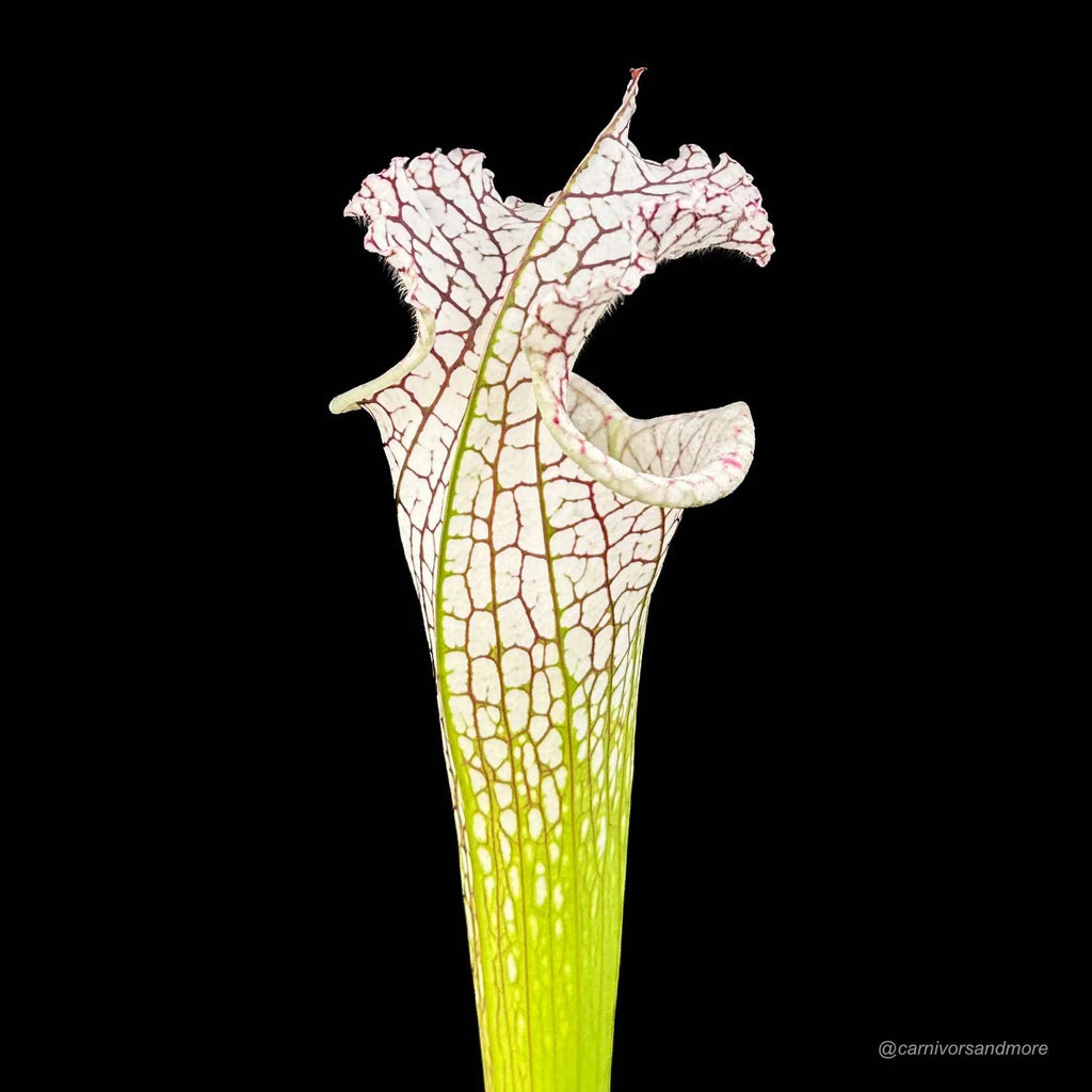 Sarracenia leucophylla „Giant White Pitchers“, MK L 78, Santa Rosa Co. 大森食虫植物農園