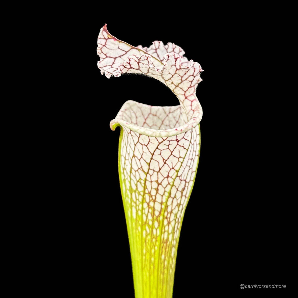 Sarracenia leucophylla „Giant White Pitchers“, MK L 78, Santa Rosa Co. 大森食虫植物農園