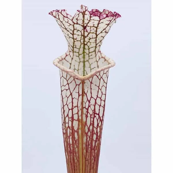 Sarracenia leucophylla „Green/White“ ex R. Schoch 大森食虫植物農園