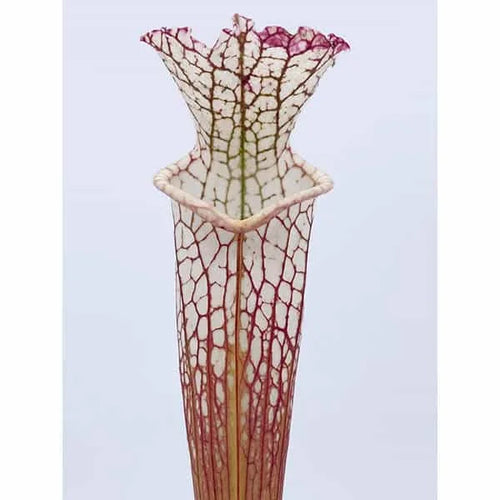Sarracenia leucophylla „Green/White“ ex R. Schoch 大森食虫植物農園