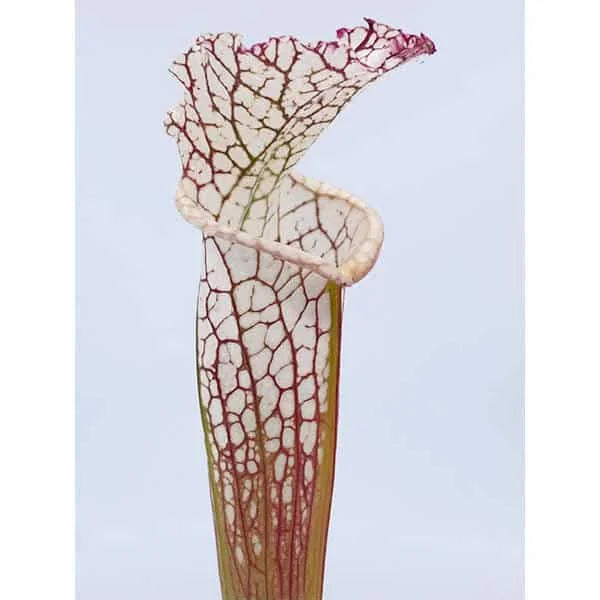 Sarracenia leucophylla „Green/White“ ex R. Schoch 大森食虫植物農園