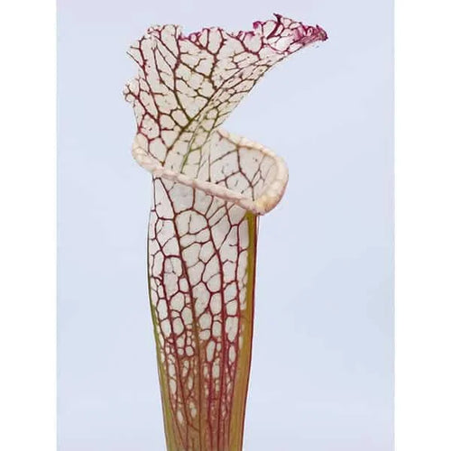 Sarracenia leucophylla „Green/White“ ex R. Schoch 大森食虫植物農園