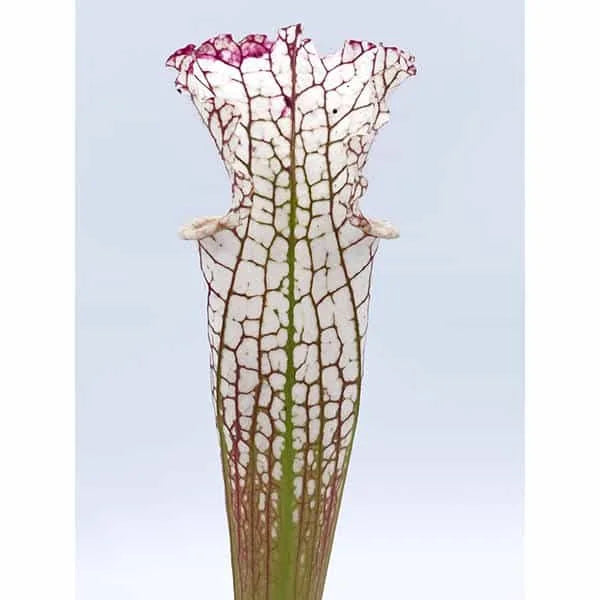 Sarracenia leucophylla „Green/White“ ex R. Schoch 大森食虫植物農園