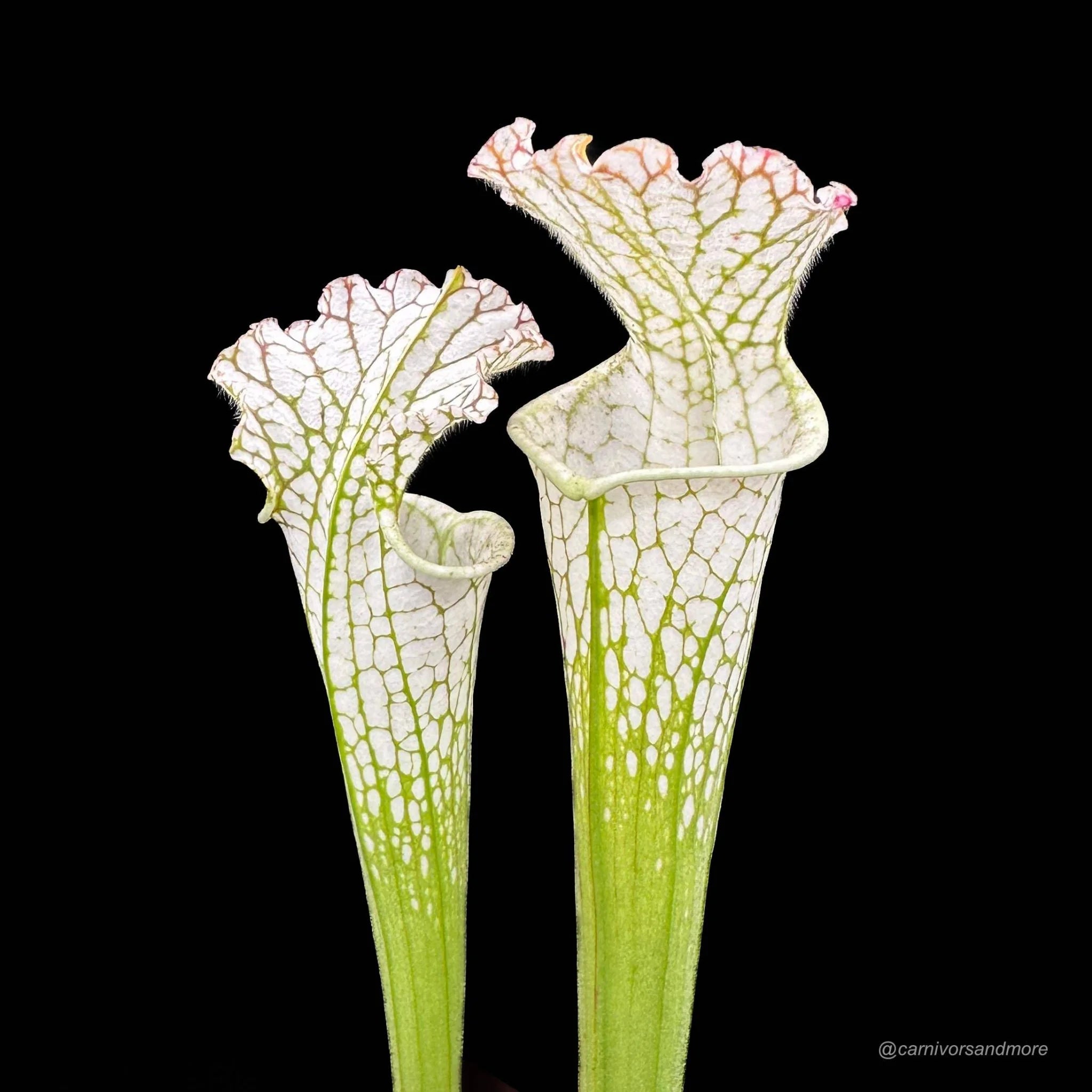 Sarracenia leucophylla „Green and White/Pubescent Pitchers“, MK L 26 大森食虫植物農園