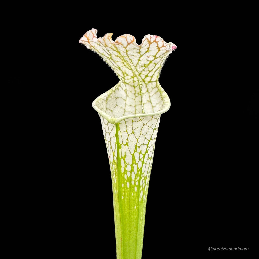 Sarracenia leucophylla „Green and White/Pubescent Pitchers“, MK L 26 大森食虫植物農園
