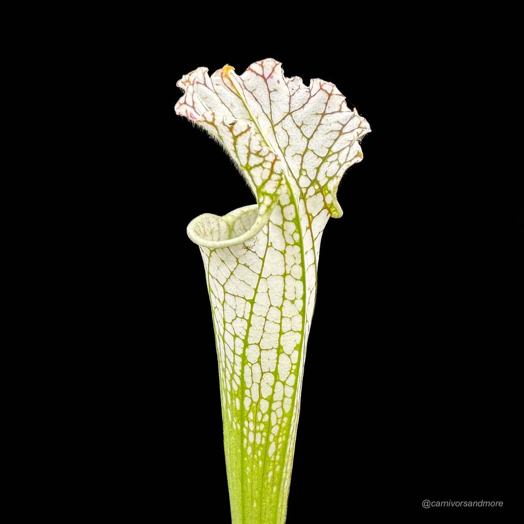 Sarracenia leucophylla „Green and White/Pubescent Pitchers“, MK L 26 大森食虫植物農園