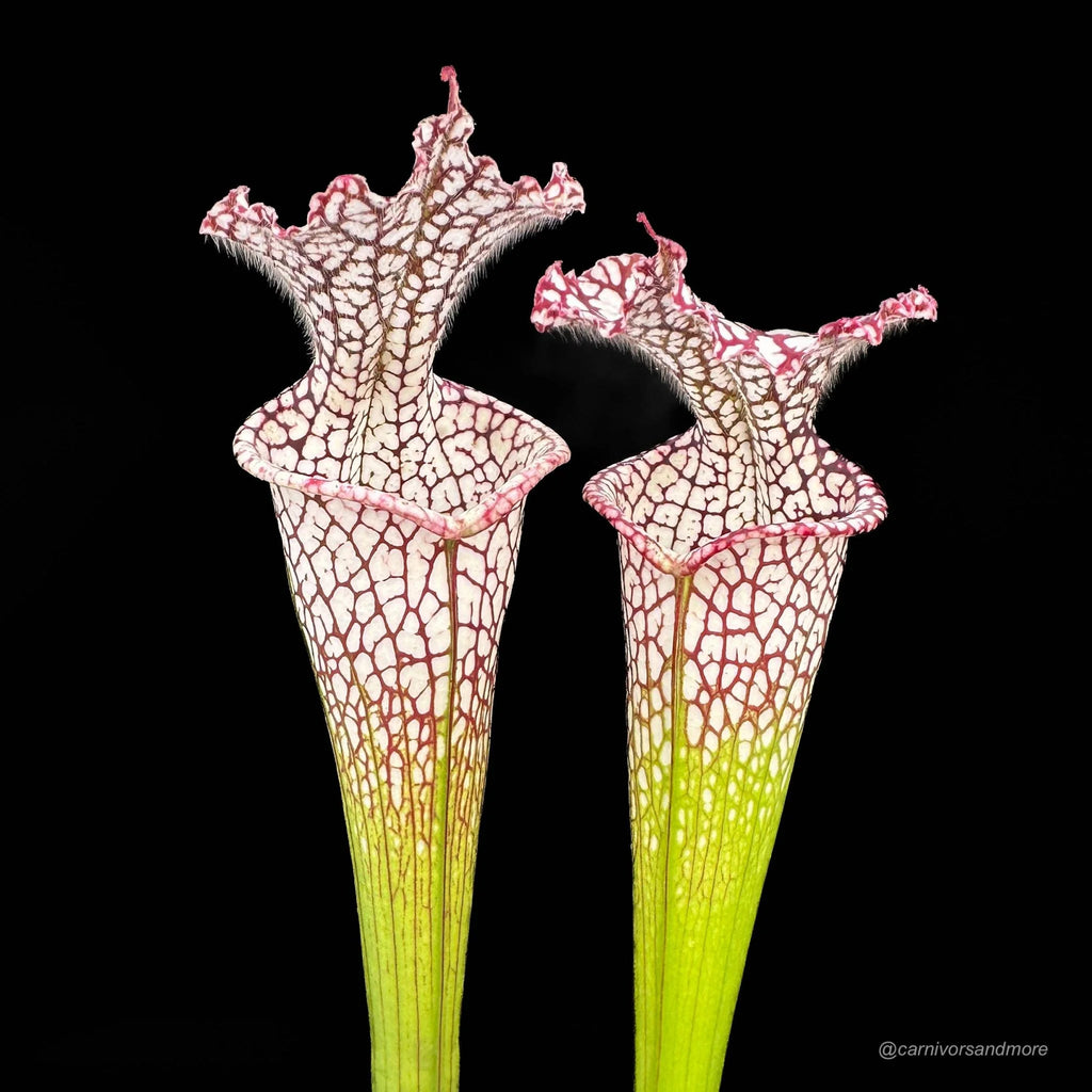 Sarracenia leucophylla „Helmut’s Delight“, imported from Australia in the 80’s 大森食虫植物農園