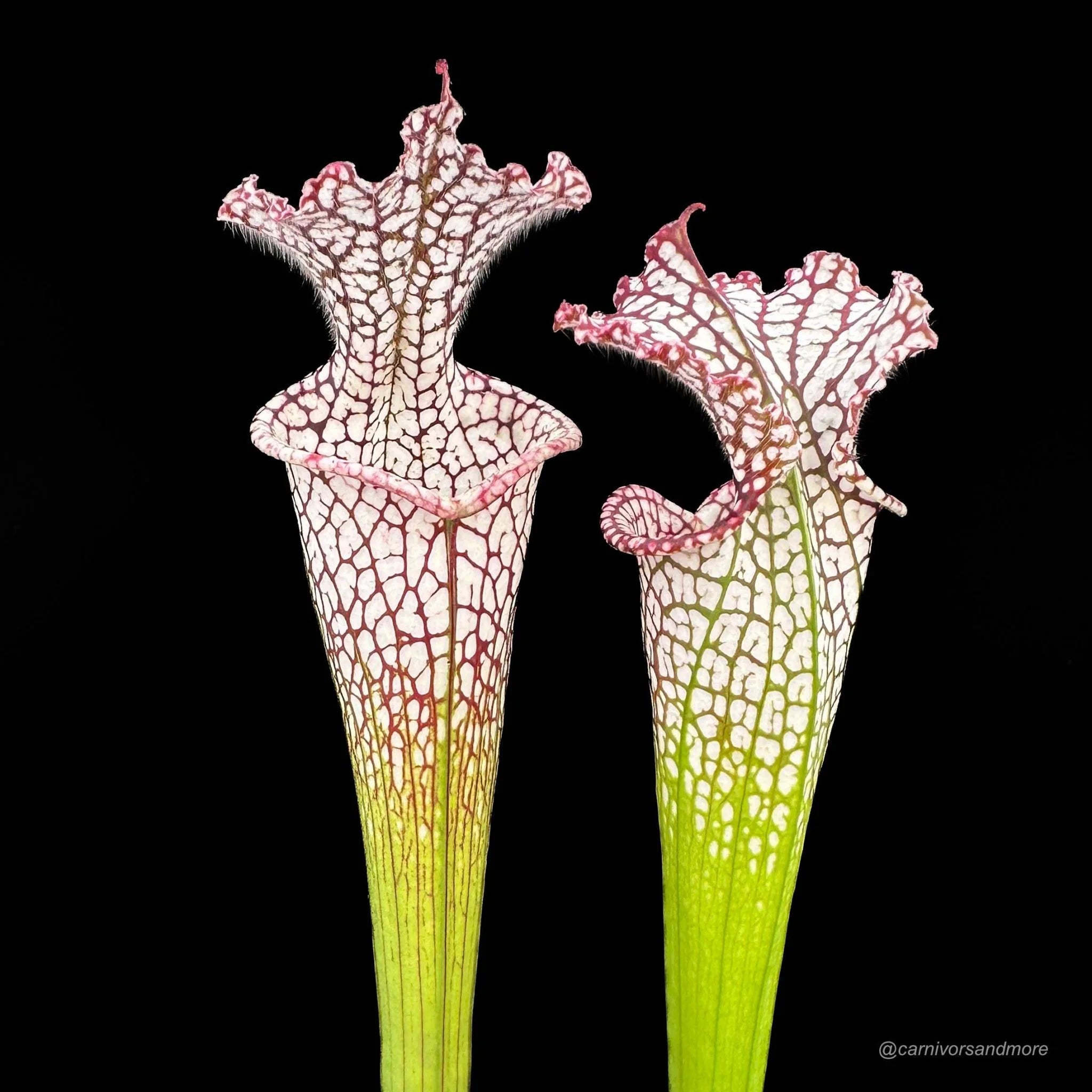 Sarracenia leucophylla „Helmut’s Delight“, imported from Australia in the 80’s 大森食虫植物農園