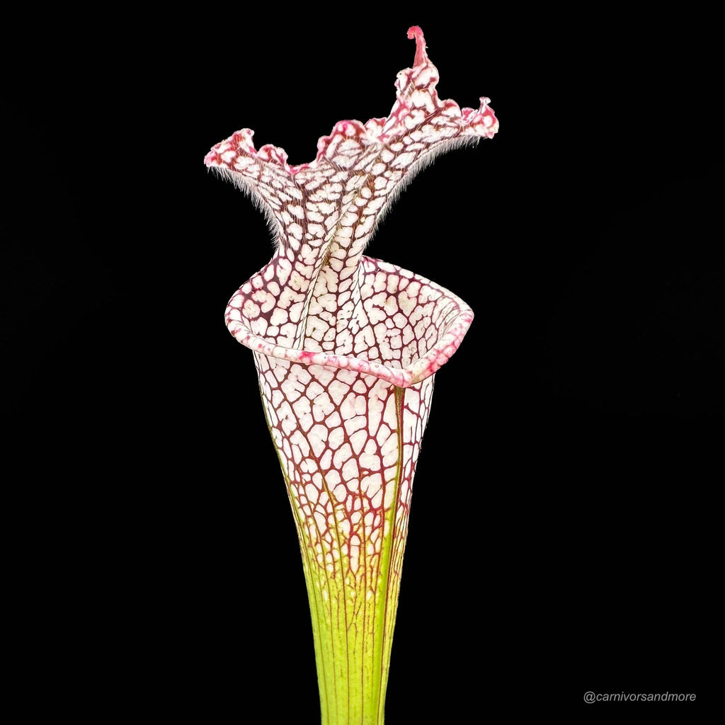 Sarracenia leucophylla „Helmut’s Delight“, imported from Australia in the 80’s 大森食虫植物農園
