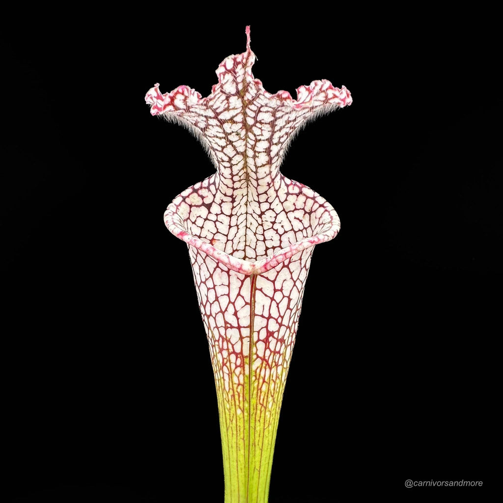 Sarracenia leucophylla „Helmut’s Delight“, imported from Australia in the 80’s 大森食虫植物農園