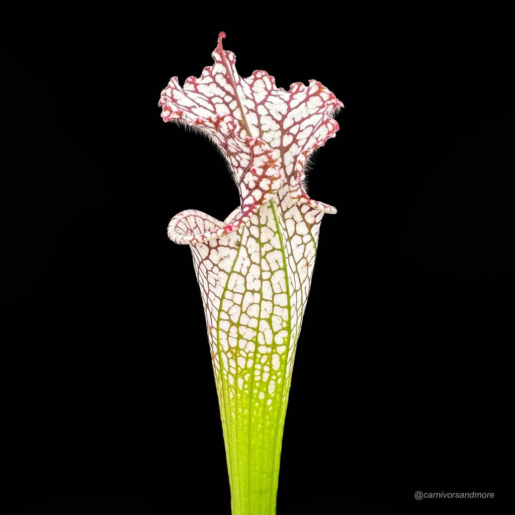 Sarracenia leucophylla „Helmut’s Delight“, imported from Australia in the 80’s 大森食虫植物農園