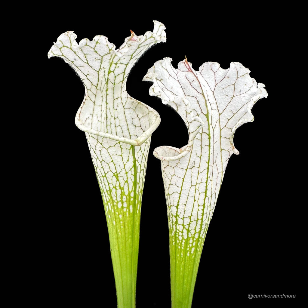 Sarracenia leucophylla „Imposter“ 大森食虫植物農園