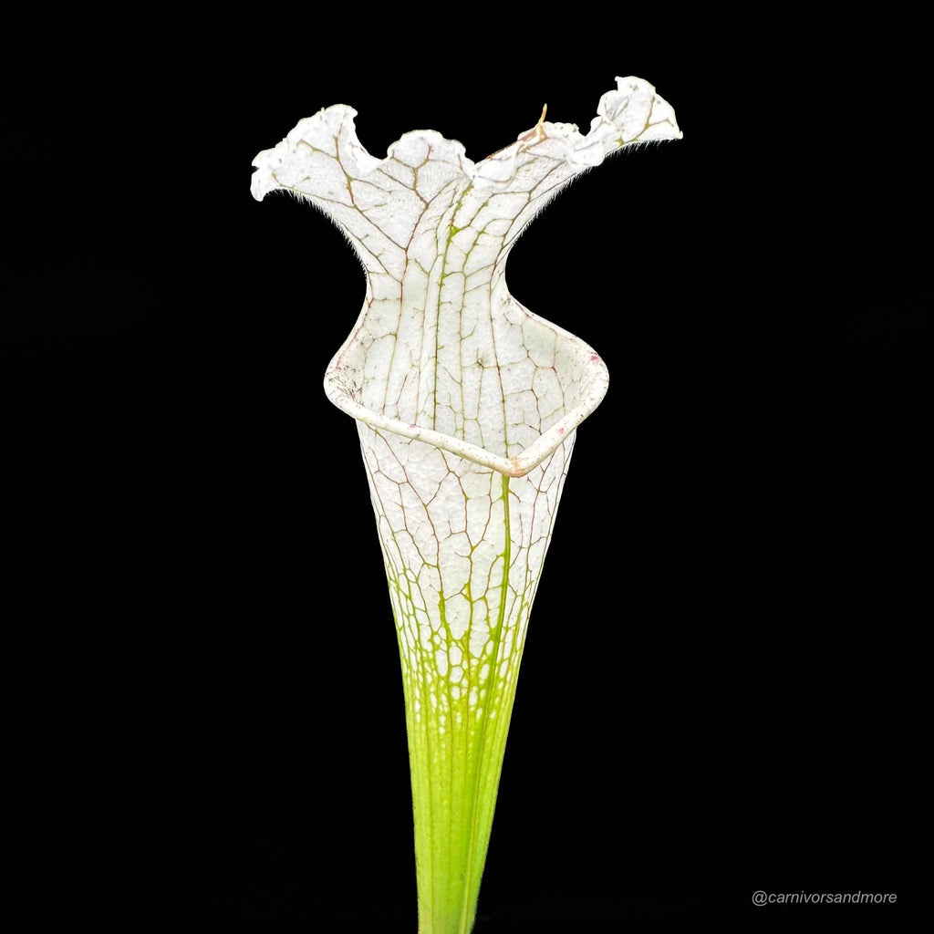 Sarracenia leucophylla „Imposter“ 大森食虫植物農園