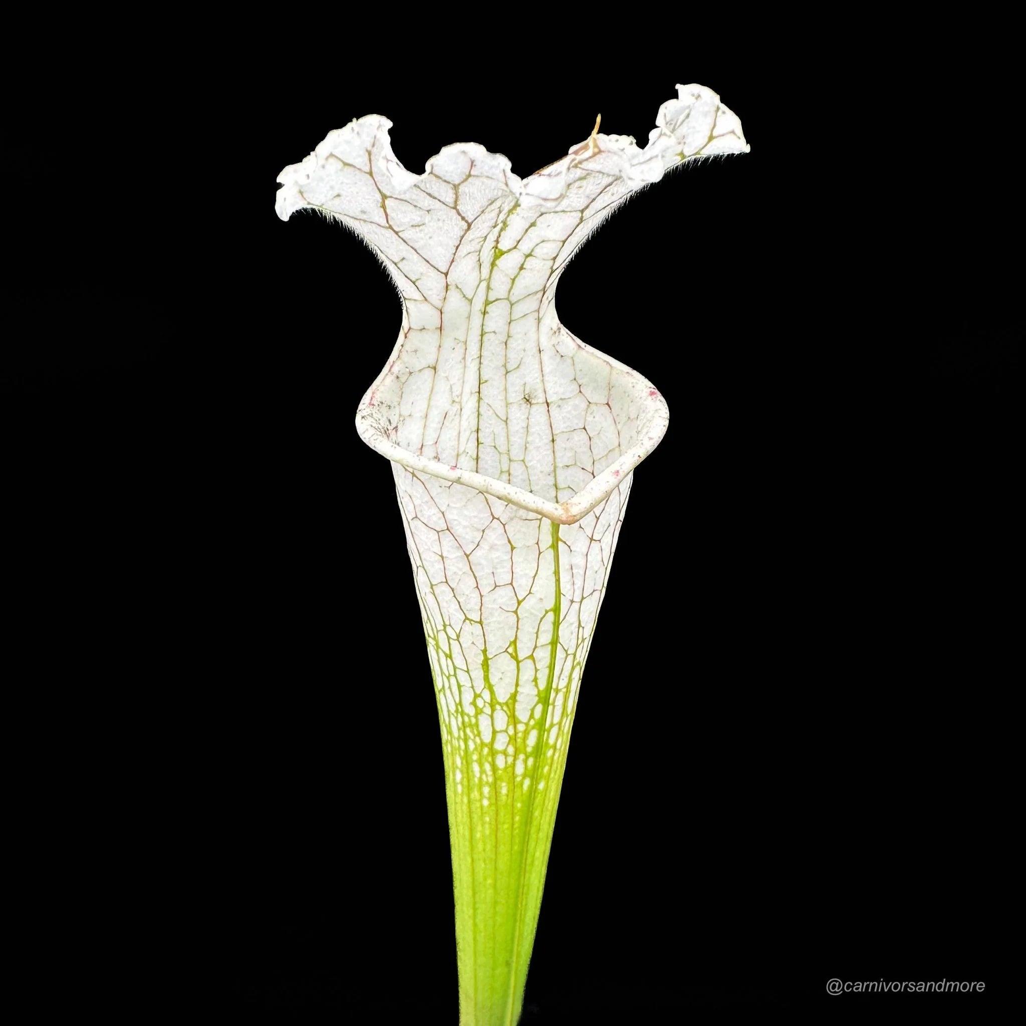Sarracenia leucophylla „Imposter“ 大森食虫植物農園
