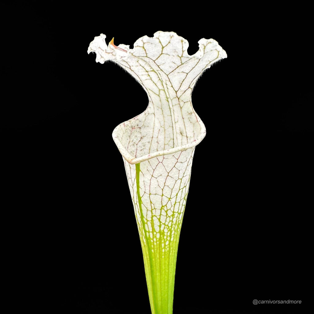 Sarracenia leucophylla „Imposter“ 大森食虫植物農園