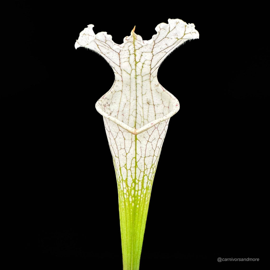 Sarracenia leucophylla „Imposter“ 大森食虫植物農園