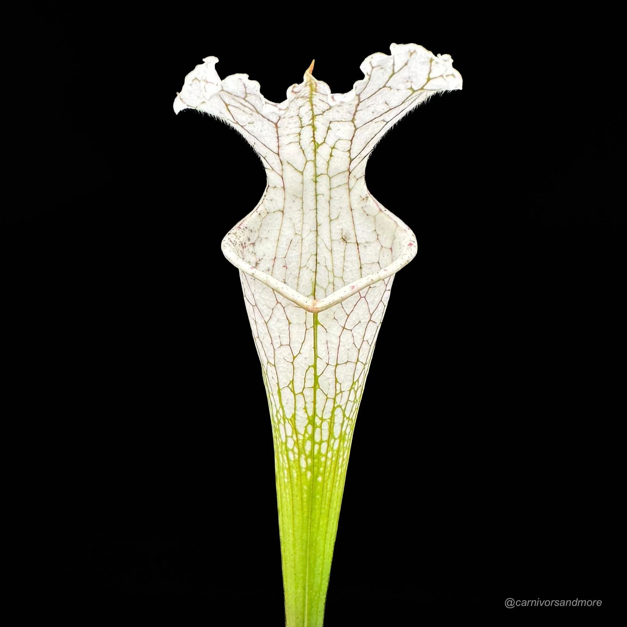 Sarracenia leucophylla „Imposter“ 大森食虫植物農園