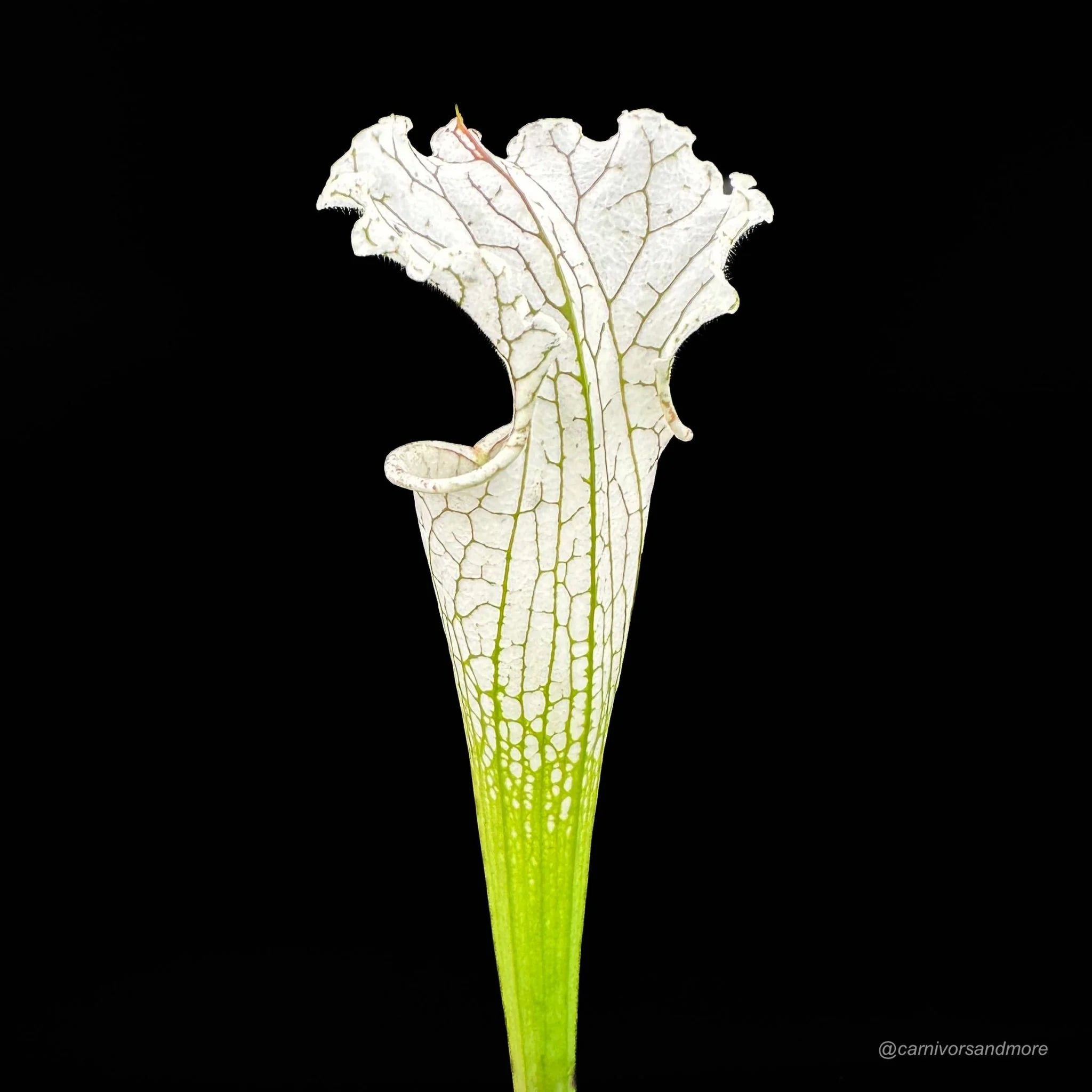 Sarracenia leucophylla „Imposter“ 大森食虫植物農園